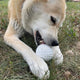 Soda Pup Golf Ball