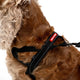 EzyDog Quick Fit Harness