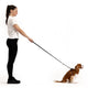 EzyDog Crosscheck Harness