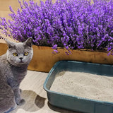 PooWee Cat Litter Clumping Lavender