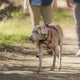 Halti Walking Harness