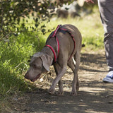 Halti Walking Harness