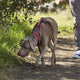 Halti Walking Harness