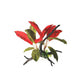 Amazon Jungle Crimson Leaf Burst on Branch