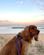 Black Dog - Beachcomber Lead 3m
