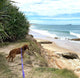 Black Dog - Beachcomber Lead 3m