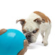 Guru Busy Ball