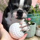 Soda Pup Golf Ball