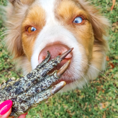 Kirby Pet Treats - Crocodile Feet