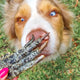 Kirby Pet Treats - Crocodile Feet