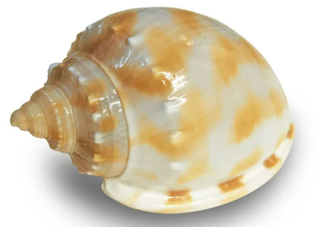 Hermit Crab Spare Shell Small natural assorted shell for hermit crab habitat