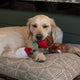 Zippy Paws Valentine's - Chocolate Covered Strawberries