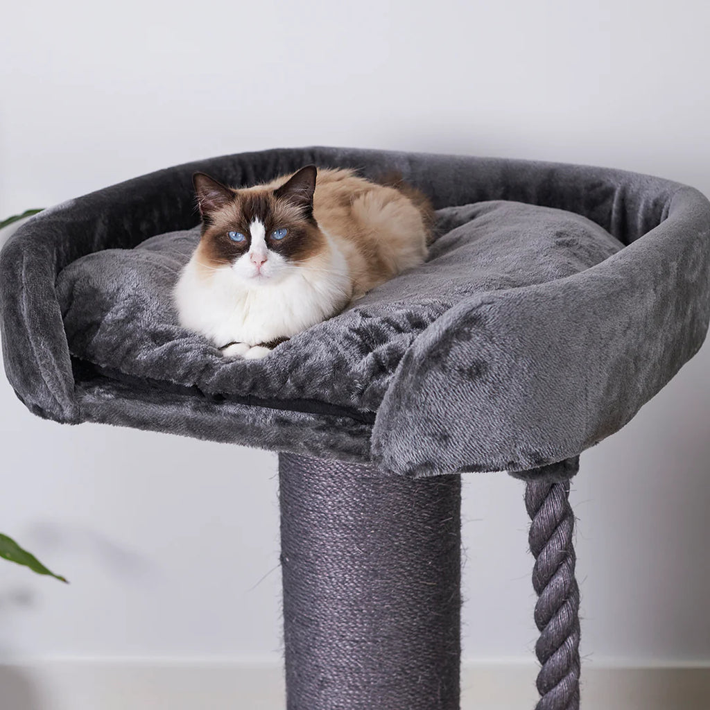Kazoo cat best sale bed
