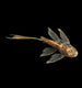 Bristlenose Catfish - Marble / Calico - Longfin