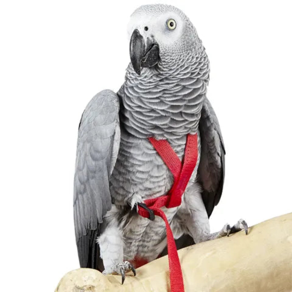 MyBestFriend Adventure Harness for Birds – adjustable bird harness in red and black available in XXS to XL for pet birds including parrots and parakeets