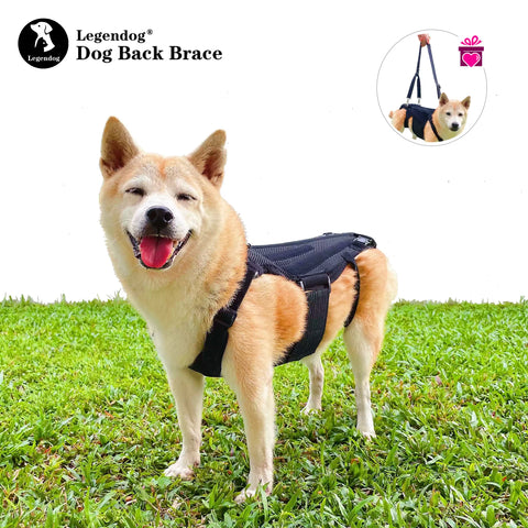 AVCPET 3D Recovery Harness