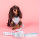 Pablo & Co Adjustable Harness Baby Blue Bows