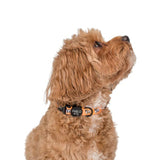 Pablo & Co Dog Collar French Bulldog