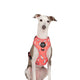 Pablo & Co Adjustable Harness Italian Greyhound