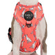 Pablo & Co Adjustable Harness Italian Greyhound