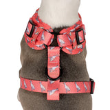 Pablo & Co Adjustable Harness Italian Greyhound