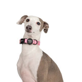 Pablo & Co Dog Collar Chihuahua