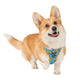 Upmarket Pets & Aquarium | Pablo & Co Cookie Monster Harness | Shop dog harness collar & leads online