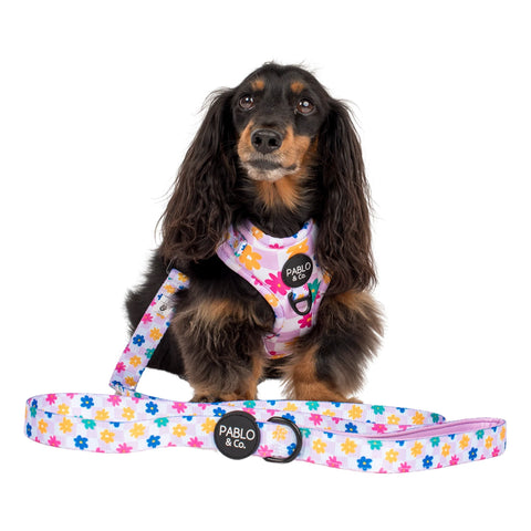 Pablo & Co Dog Leash Delightful Daisies
