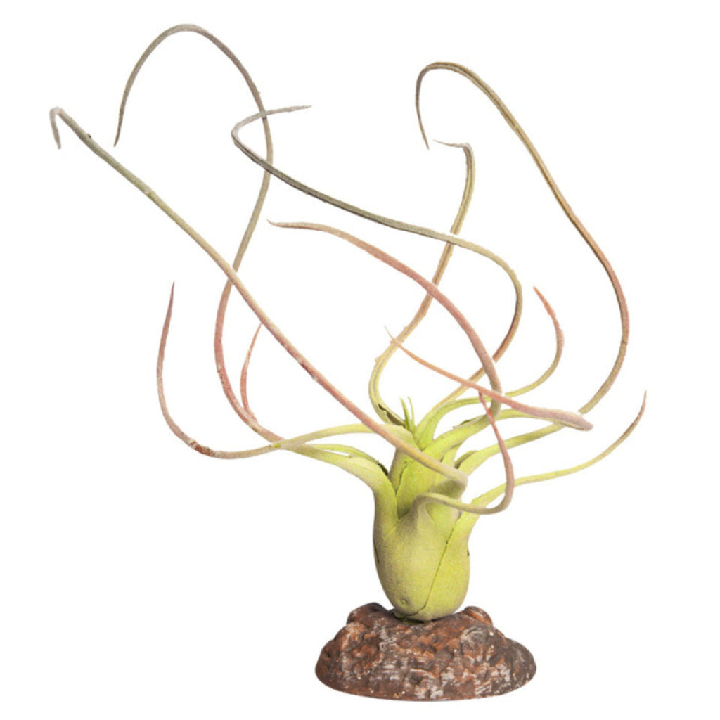 Paucifolia green artificial reptile plant with ceramic base for terrarium