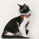 PIDAN - BOW TIE COLLAR – CAT -A2