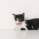 PIDAN Bow Tie Collar - Cat - A3