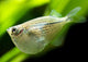 Hatchetfish - Silver