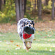 Kong Dog Flyer Extreme