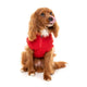 Upmarket Pets | FuzzYard Cambridge Sweater | Shop Dog Coats Online