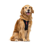 EzyDog Essential Chest Plate Harness