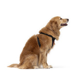 EzyDog Essential Chest Plate Harness