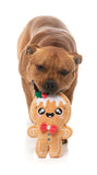 FuzzYard Dog Toy Mistle-dough