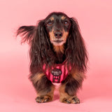 Pablo & Co Adjustable Harness Blushing Stripes