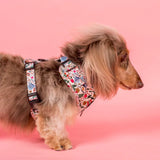 Pablo & Co Adjustable Harness Farmers Market