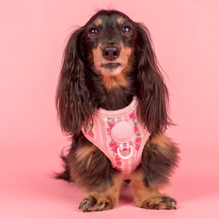 Pablo & Co Adjustable Harness Vintage Rose