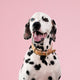 Ezy Dog - Oxford Leather Collar Blush