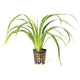 Terrarium Plant - Chlorophytum -Spider Plant 13cm