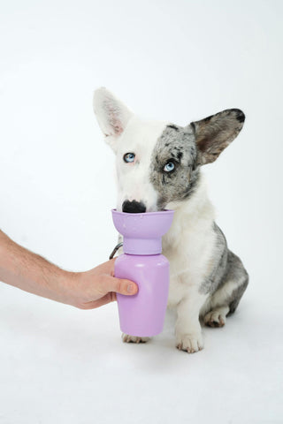 Springer - Flip Dog Travel Water Bottle