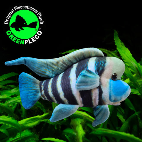 Fish Plushie - Frontosa 27cm