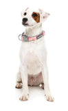 FuzzYard Dog Collar - Pink Lemonade