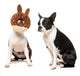 FuzzYard Dog Toy - Big Bunny Donut