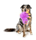Fuzzyard Dog Toy - Weborah The Spider
