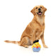 FuzzYard - Dog Toy Timotheé Chalaquack