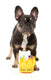 FuzzYard Dog Toy Yass Queen Crown