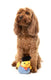 FuzzYard - Dog Toy Timotheé Chalaquack